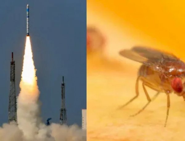 விண்வெளிக்கு பறக்கும் பூச்சிகள்.. ககன்யான் திட்டத்தில் பெரிய ட்விஸ்ட் இருக்கு! என்ன காரணம் தெரியுமா